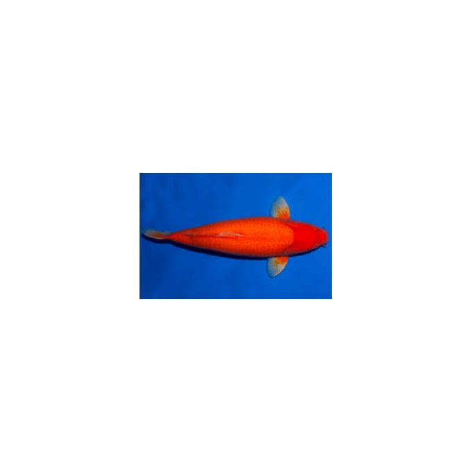 Carpa Benigoi laranja 15cm