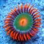 coral zoanthus gatorade colonia