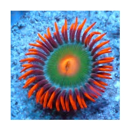 coral zoanthus gatorade colonia