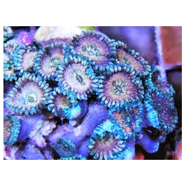 coral palythoa hawaiian punch polipo