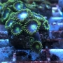coral zoanthus baby blue pq