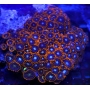 coral zoanthus x men pq