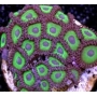 coral zoanthus hulk pq