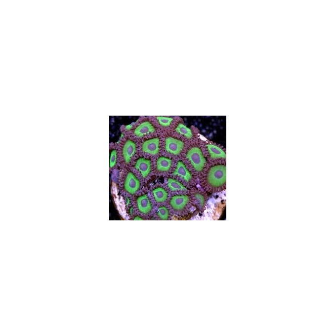 coral zoanthus hulk pq