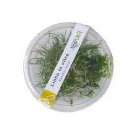 planta n nambei moss ap