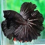 BETTA BLACK DRAGON