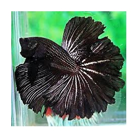BETTA BLACK DRAGON