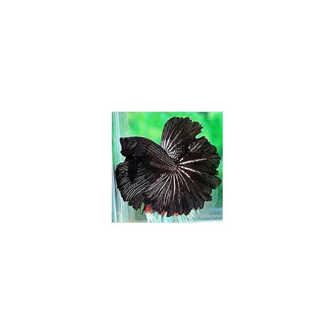 BETTA BLACK DRAGON