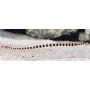 pipe fish banded md