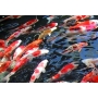 Carpa koi 28Cm