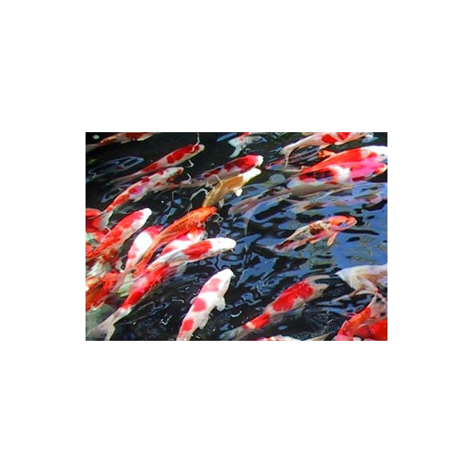 Carpa koi 28Cm