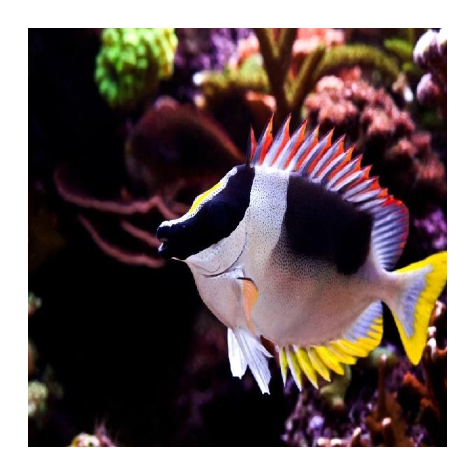 Fox magnific metalic md