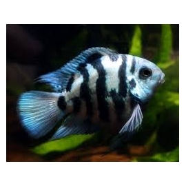 papagaio blue saphire pq