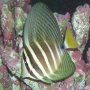 Tang Sailfin pq