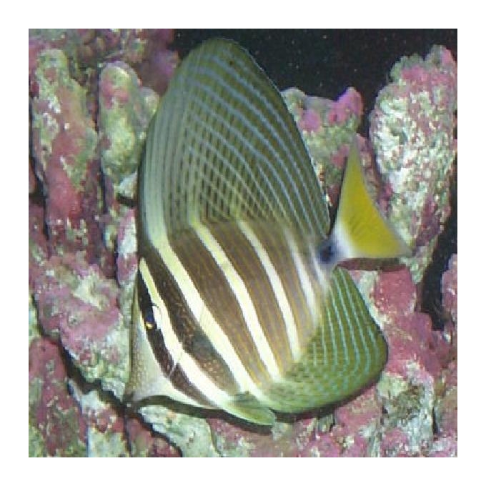 Tang Sailfin pq
