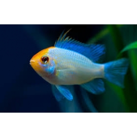 RAMIREZI ELETRIC BLUE MTZ