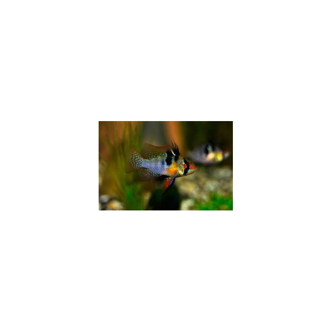RAMIREZI AZUL VEU 