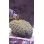 CORAL FAVIA BRAIN EYE YELLOW GR