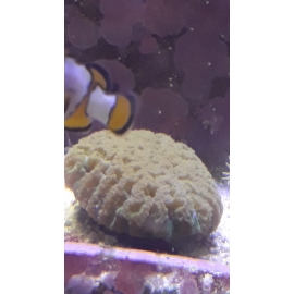 CORAL FAVIA BRAIN EYE YELLOW GR