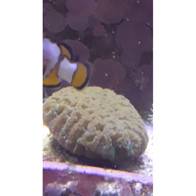 CORAL FAVIA BRAIN EYE YELLOW GR