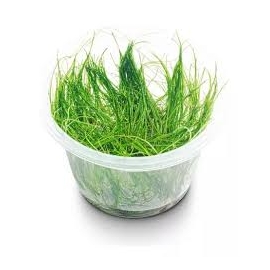 PLANTA N ELEOCHARIS VIVIPARA MINI AP