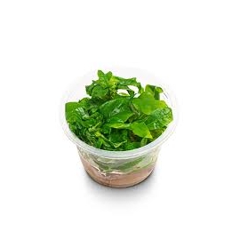 PLANTA N HYGROPHYLA CORYMBOSA AP