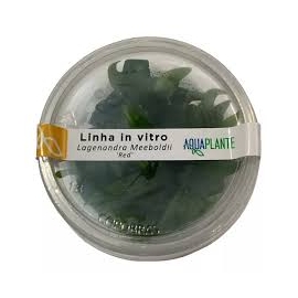 PLANTA N LAGENANDRA MEEBOLDII RED AP