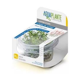 PLANTA N LUDWIGIA ARCUATA AP