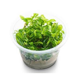 PLANTA N POGOSTEMON STELLATUS(BROAD LEAF) AP