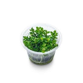 PLANTA N ROTALA BONSAI AMMANNIA AP 