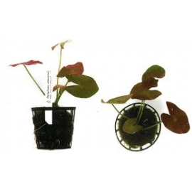 planta n nymphaea amazonum tk