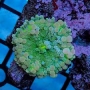 Coral Ricordea green polipo