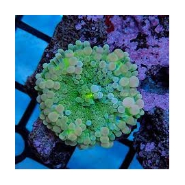 Coral Ricordea green polipo