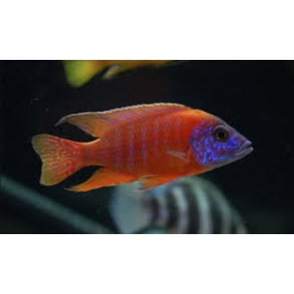 cicl aulonocara german red
