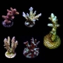 coral acropora frag pq