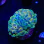 coral hammer branch rainbow blue 01 boca