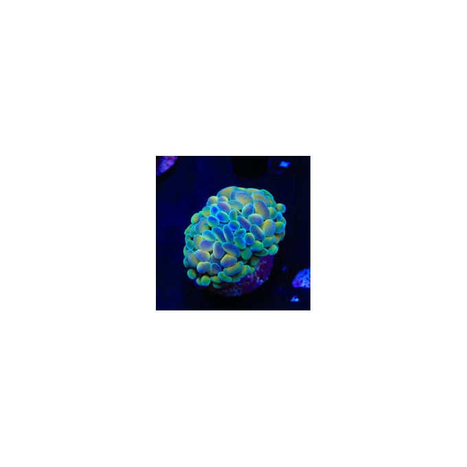 coral hammer branch rainbow blue 01 boca