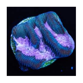 coral platygira emerald pools muda