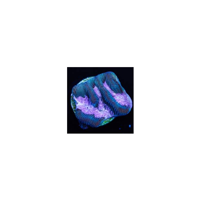 coral platygira emerald pools muda