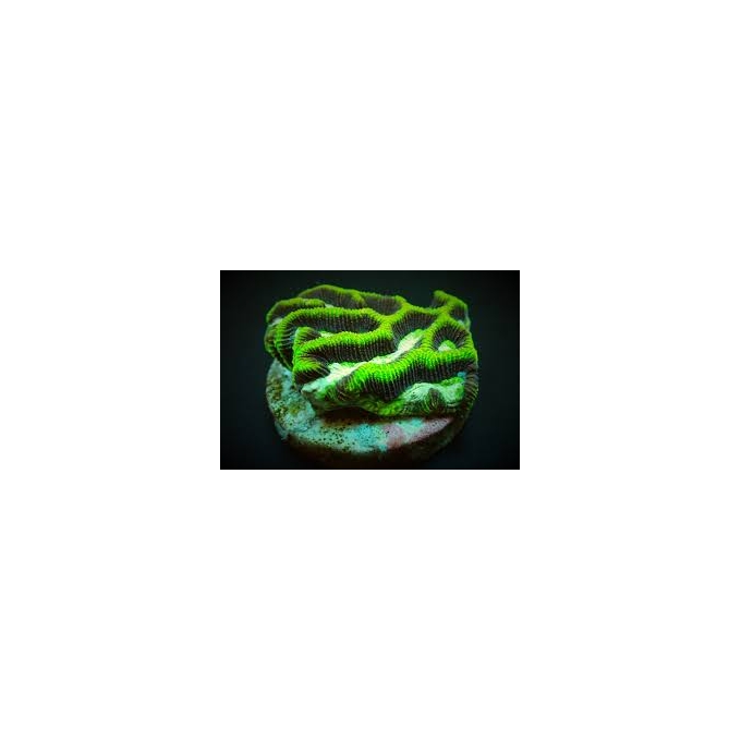 coral platygira green yellow muda