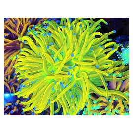 coral torch banana asd 02 boca