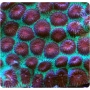 coral favia red green moon