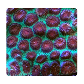 coral favia red green moon