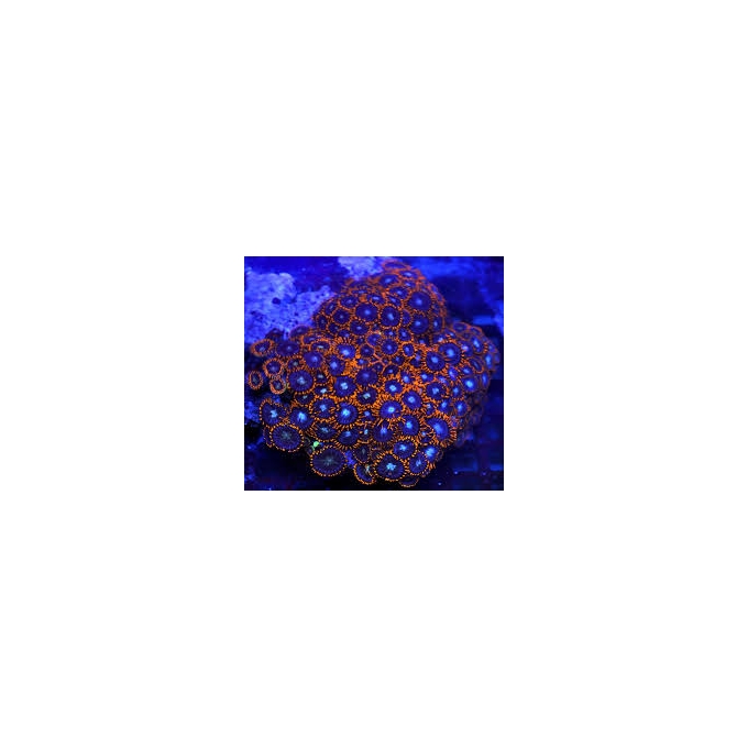 coral zoanthus x men md