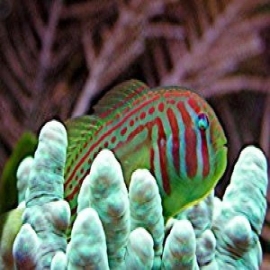 Goby coralgoby green