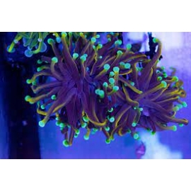 CORAL TORCH HELFIRE COLONIA