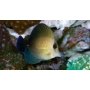 tang scopas gr