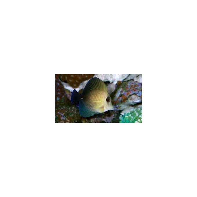tang scopas gr