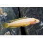 cicl julidrochromis ornatus albino