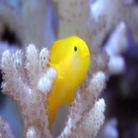 Goby coralgoby yellow
